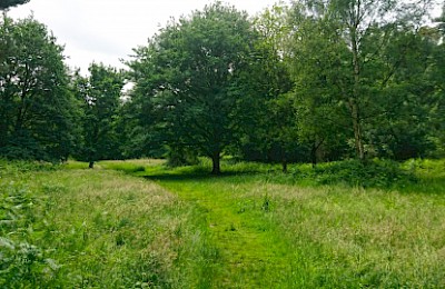 Lings Wood Nature Reserve