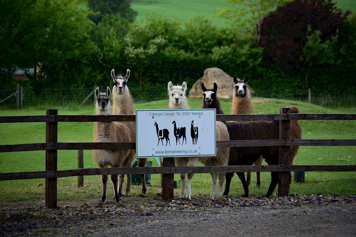 Catanger Llamas