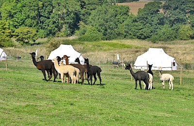 Hideaway Wood Farm